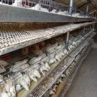 بلدرچین نر گوشتی جوان وزن بالا به شرط ضمانت