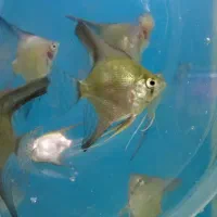 ماهی آکواریوم گوپی ، کالر ، زبرا ، آنجل ، گلدفیش|ماهی|مشهد, ادیب نیشابوری (شهرک غرب)|دیوار