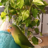 طوطی برزیلی صورت هلویی