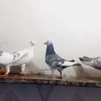 کبوتر سار.پرشی|پرنده|آشخانه, |دیوار