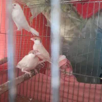 فنچ|پرنده|شیراز, گویم|دیوار