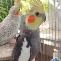 عروس هلندی مولد|پرنده|تهران, وحیدیه|دیوار