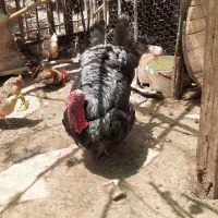 بوقلمون  ودو عدد قو غاز خروس مینیاتوری و  مرغ