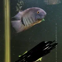 سیچلاید سورم و تگزاس