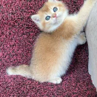 بچه گربه دارای بازدید حضوری در شیراز