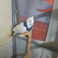 چندتا کفتر نرو ماده|پرنده|شیراز, وزیرآباد|دیوار