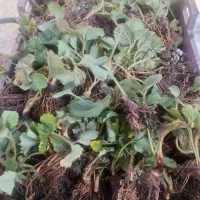 فروش نهال توت فرنگی