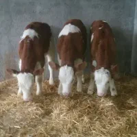 درآمدتان را  چندبرابر افزایش دهید