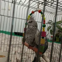 عروس هلندی
