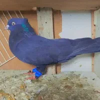 کبوتر دوم چتری نر ذاغ کوکادار نر|پرنده|قائم‌شهر, |دیوار