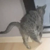 هرجا گربه رو دیدین این گربه تو شهرک آزادی|گربه|اردبیل, |دیوار