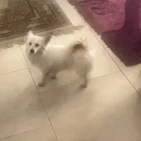 سگ پامر روباهی ۵ ماهه و تربیت شده جای دستشوی و