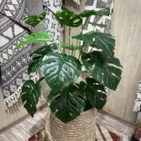 اجاره مغازه روبه روی بانک تجارت