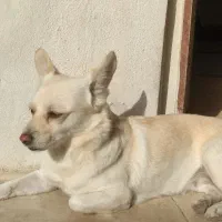 سگ ماده پامر|سگ|ایلام, |دیوار