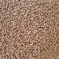 پسته خام فندقی وبادامی خندون امسالی|خوردنی و آشامیدنی|شاهینشهر, نبوت|دیوار