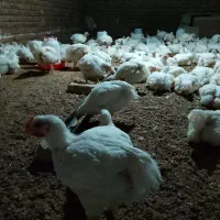 مرغ گوشتی فروشی در سرخس