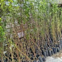 فروش نهال میوه