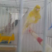 کنسول بازی.. نیس شب روز نداره