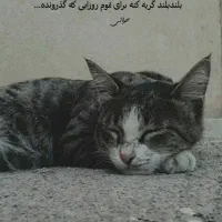 گربه و بچه ها ش رایگان