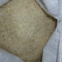 برنج هاشمی حاصل تازه از برنجزار شخصی