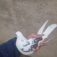 کبوتر|پرنده|گیان, |دیوار