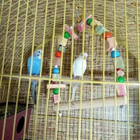 مرغ عشق و فنچ