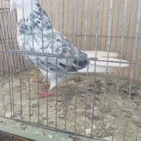 کفتر اوچان و اویناق