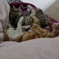 گربه واگذاری|گربه|تاکستان, |دیوار