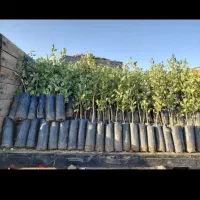 نهال یزد کود گاوی