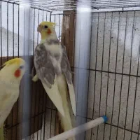 ۷جفت عروس مولد