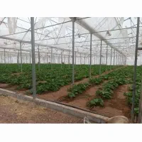 شهرک گلخانه ای|فروش دفتر صنعتی، کشاورزی، تجاری|قزوین, |دیوار