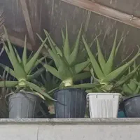 گل و گیاه