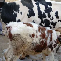 گاو گوساله سیمینتال اصل