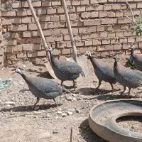 مرغ مصری