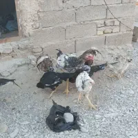 فروشی 9تا گوچ نسل دار|حیوانات مزرعه|سراوان, |دیوار