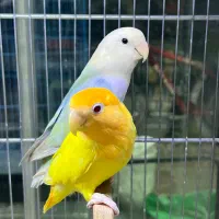 فروش انواع پرنده درجه یک و لوازم خارجی وکار تهران|پرنده|بیرجند, |دیوار