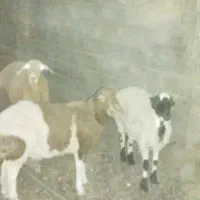 میش وبره|عمده‌فروشی|انابد, |دیوار