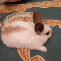 خرگوش بازی گوش