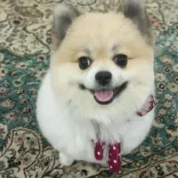 پامرین دو سر خرسی|سگ|تهران, افسریه جنوبی|دیوار