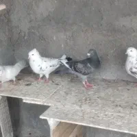 کفتر تهرانی
