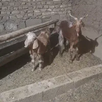 بز و بزغاله