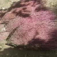 جارو