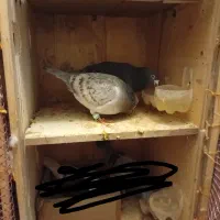 دوتا کفتر سالم بشرط