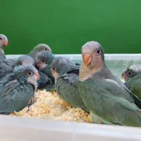 جوجه طوطی راهب (کواکر) رنگ آبی