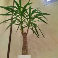 یوکا زاموفیلیا،فیکوس