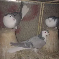 کرماده|پرنده|اصفهان, بهارانچی|دیوار