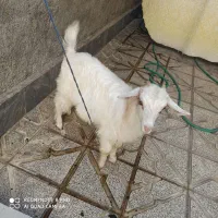 بزغاله