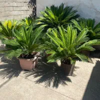 فروش سیکاس|گل و گیاه طبیعی|رشت, شهرک صبا|دیوار