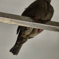 فنچ پتیلا بال زرد ماده|پرنده|اصفهان, گلزار|دیوار