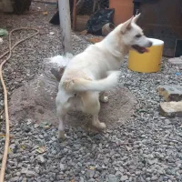 سگ پاپی|سگ|تربتحیدریه, کلاته توکلی|دیوار